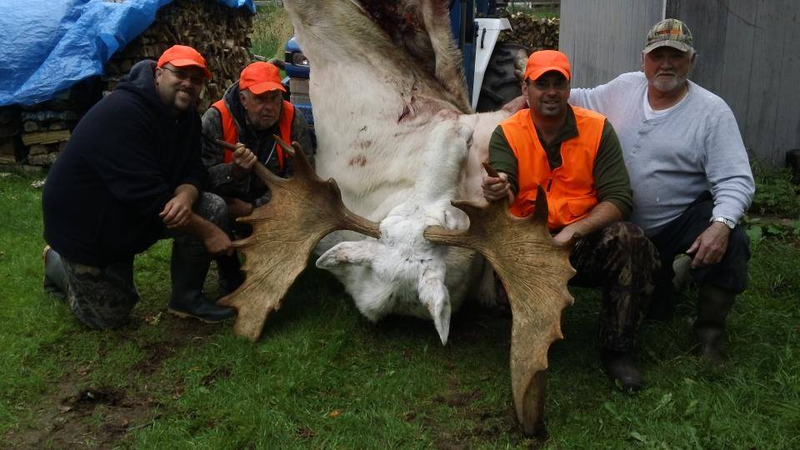 Illustration for article titled These moronic hunters actually shot and killed a rare albino moose